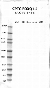 Click to enlarge image Western Blot using CPTC-FOXQ1-2 as primary antibody against cell lysates A549, H226, HeLa, Jurkat and MCF7. Expected MW of 41.5 KDa. All cell lysates negative.  Molecular weight standards are also included (lane 1).