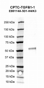 Click to enlarge image Western blot using CPTC-TGFB1-1 as primary antibody against human transforming growth factor, beta 1 (TGFB1) recombinant protein. The expected molecular weight is 28.4 kDa.