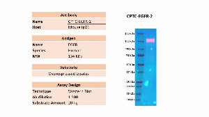 Click to enlarge image Western blot using CPTC-EGFR-2 of recombinant EGFR in over-expressed lysate. The antibody is able to detect the target protein. Expected MW is 134 KDa.