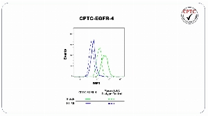 Click to enlarge image Flow cytometric analysis of epidermal growth factor receptor (EGFR) expression using CPTC-EGFR-4 antibody. H-226 cells were fixed, permeabilized, and then stained with CPTC-EGFR-4 (solid green) or concentration-matched mouse IgG1 isotype control (dashed green) antibodies. HL-60 cells were fixed, permeabilized, and then stained with CPTC-EGFR-4 (solid blue) or concentration-matched mouse IgG1 isotype control (dashed blue) antibodies. A BV421 conjugated goat anti-mouse IgG was used as a secondary antibody. All data were analyzed using FlowJo.