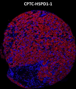 Click to enlarge image Imaging mass cytometry on normal liver tissue core using CPTC-HSPD1-1 metal-labeled antibody.  Data shows overlay of target protein signal (red) and DNA (blue). Dilution: 1:100 of 0.5mg/mL stock. Signal was also obtained in other normal tissues (testis, prostate, liver, colon, endometrium, appendix, pancreas, bone marrow, breast, kidney, lung, and placenta) and cancer tissues (breast, colon, prostate, lung, and ovarian).