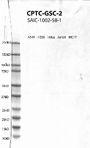 Click to enlarge image Western Blot using CPTC-GSC-2 as primary antibody against cell lysates A549, H226, HeLa, Jurkat and MCF7. Expected MW of 28.1 KDa. All cell lysates negative.  Molecular weight standards are also included (lane 1).