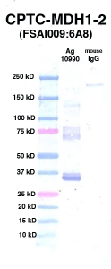 Click to enlarge image Western Blot using CPTC-MDH1-2 as primary Ab against Ag 10990 (lane 2). Also included are molecular wt. standards (lane 1) and mouse IgG control (lane 3).