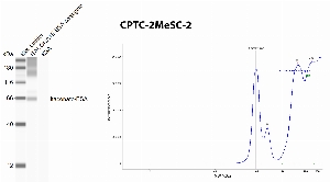 Click to enlarge image Automated western blot using CPTC-2MeSCe-2 as primary antibody against BSA conjugated Itaconate and BSA (negative control). The antibody is able to recognize the BSA conjugated Itaconate, without any crossreactivity with BSA.