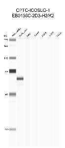 Click to enlarge image Automated western blot using CPTC-ICOSLG-1 as primary antibody against buffy coat (lane 2), HeLa (lane 3), Jurkat (lane 4), A549 (lane 5), MCF7 (lane 6), and H226 (lane 7) cell lysates.  Expected molecular weight - 33.3 kDa.  Molecular weight standards are also included (lane 1). Positive for buffy coat, negative for other cell lines.