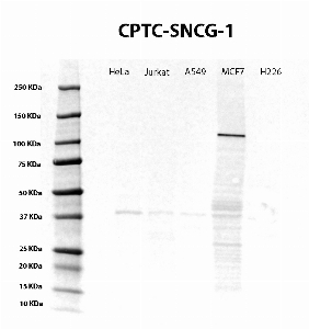 Click to enlarge image Western Blot using CPTC-SNCG-1 as primary Ab against cell lysate from HeLa, Jurkat, A549, MCF7 and H226 cells (lane 2-6). Also included are molecular wt. standards (lane 1). Expected MW is 13 KDa. Colorimetric detection. Negative for all cell lines.