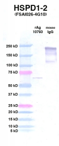 Click to enlarge image Western Blot using CPTC-HSPD1-2 as primary Ab against HSPD1 (rAg 10793) in lane 2. Also included are molecular wt. standards (lane 1) and mouse IgG control (lane 3).