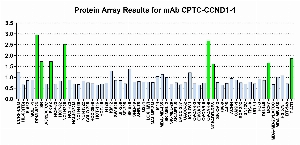 Click to enlarge image Protein Array in which CPTC-CCND1-1 is screened against the NCI60 cell line panel for expression. Data is normalized to a mean signal of 1.0 and standard deviation of 0.5. Color conveys over-expression level (green), basal level (blue), under-expression level (red).
