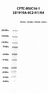 Click to enlarge image Western blot using CPTC-MUC16-1 as primary antibody cell lysates OVCAR-3 (lane 2), OVCAR-4 (lane 3), OVCAR-8 (lane 4), and SK-OV-3 (lane 5). Molecular weight standards are also included (lane 1). Expected molecular weight > 250 kDa.