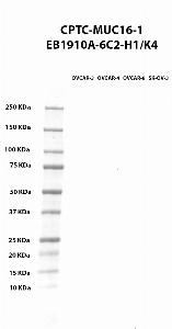 点击放大图像蛋白质印迹，使用CPTC-MUC16-1作为主要抗体细胞裂解物OVCAR-3（泳道2）、OVCAR-4（泳道3）、OVCAR-8（泳道4）和SK-OV-3（泳道5）。还包括分子量标准（车道1）。预期分子量>250 kDa。