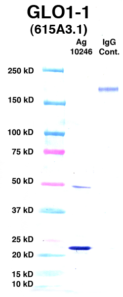 Click to enlarge image Western Blot using CPTC-GLO1-1 as primary Ab against GLO1 (Ag 10246) (lane 2). Also included are molecular wt. standards (lane 1) and mouse IgG control (lane 3).