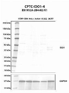 Click to enlarge image Western blot using CPTC-IDO1-4 as primary antibody against whole cell lysates CCRF-CEM (lane 2), HeLa (lane 3), Jurkat (lane 4), K-562 (lane 5), and MCF7 (lane 6). The expected molecular weight is 45.3 kDa. MCF7 is presumed positive. All other cell lines are negative.