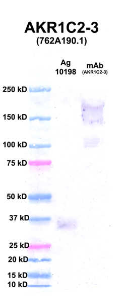 Click to enlarge image Western Blot using CPTC-AKR1C2-3 as primary Ab against Ag 10198 (lane 2). Also included are molecular wt. standards (lane 1) and the AKR1C2-3 mAb as control (lane 3).