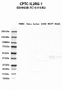 Click to enlarge image Western blot using CPTC-IL2RG-1 as primary antibody against PBMC (lane 2), HeLa (lane 3), Jurkat (lane 4), A549 (lane 5), MCF7 (lane 6), and NCI-H226 (lane 7) whole cell lysates.  Expected molecular weight - 42.3 kDa and 20.1 kDa.  Molecular weight standards are also included (lane 1). MCF7 and NCI-H226 are presumed positive. All the other cell lines are negative.