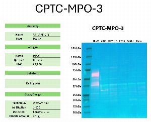 Click to enlarge image Western blot using CPTC-MPO-3 as primary antibody against the whole lysates of HL-60, A549, HCT-116, U2OS, CAKI-1, and HeLa. The antibody detected the target protein (~83.9 KDa) in HL-60 lysate.
