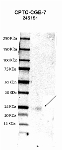 Click to enlarge image Western blot using CPTC-CGB-7 as primary antibody against human chorionic gonadotropin beta chain
(hCG beta) recombinant protein (lane 2). Expected molecular weight - 17 kDa. Molecular weight standards are also included (lane 1). Blot was developed using enhanced chemiluminescence (ECL).
