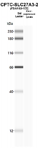 Click to enlarge image Western Blot using CPTC-SLC27A3-2 as primary Ab against SLC27A3 HEK293T cell transient overexpression lysate (lane 2). Also included are molecular wt. standards.
This antibody is not suitable in this application in the described conditions.