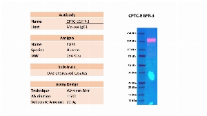 Click to enlarge image Western blot using CPTC-EGFR-3 of recombinant EGFR in over-expressed lysate. The antibody is able to detect the target protein. Expected MW is 134 KDa.