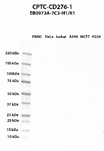 Click to enlarge image Western blot using CPTC-CD276-1 as primary antibody against PBMC (lane 2), HeLa (lane 3), Jurkat (lane 4), A549 (lane 5), MCF7 (lane 6), and NCI-H226 (lane 7) whole cell lysates.  Expected molecular weight - 57.2 kDa, 33.8 kDa, and 52.8 kDa.  Molecular weight standards are also included (lane 1).