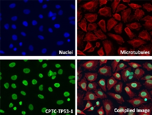 Click to enlarge image Immunofluorescence staining of human cell line HeLa with CPTC-TP53-1 Ab shows localization to the cytoskeleton, mitochondrion, nucleus, endoplasmic reticulum, other.