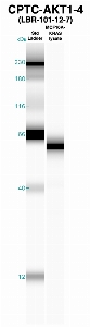 Click to enlarge image Western Blot using CPTC-AKT1-1 as primary Ab against MCF10A-KRas cell lysate (lane 2). Also included are molecular wt. standards 