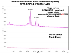 Click to enlarge image Immuno-Precipitation Mass Spectrometry using CPTC-BRIP1-1 antibody with CPTC-BRIP1 peptide 1 (phosphorylated) as the target antigen.