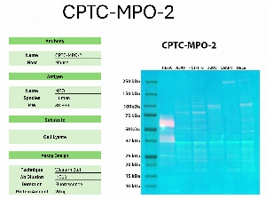 Click to enlarge image Western blot using CPTC-MPO-2 as primary antibody against the whole lysates of HL-60, A549, HCT-116, U2OS, CAKI-1, and HeLa. The antibody detected the target protein (~83.9 KDa) in HL-60 lysate.