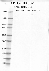 Click to enlarge image Western Blot using CPTC-FOXO3-1 as primary antibody against cell lysates A549, H226, HeLa, Jurkat and MCF7. Expected MW of 71.2 KDa. All cell lysates negative.  Molecular weight standards are also included (lane 1).