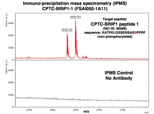 Click to enlarge image Immuno-Precipitation Mass Spectrometry using CPTC-BRIP1-1 antibody with CPTC-BRIP1 peptide 1 (non-phosphorylated) as the target antigen.