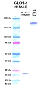 Click to enlarge image Western Blot using CPTC-GLO1-1 as primary Ab against cell lysate from NCI-H522 cells (lane 2). Also included are molecular wt. standards (lane 1) and mouse IgG control (lane 3).