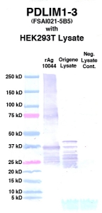 Click to enlarge image Western Blot using CPTC-PDLIM1-3 as primary Ab against cell lysate from transiently overexpressed HEK293T cells form Origene (lane 3). Also included are molecular wt. standards (lane 1), lysate from non-transfected HEK293T cells as neg control (lane 4) and recombinant Ag PDLIM1 (NCI 10044) in (lane 2). 