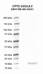 Click to enlarge image Western blot using CPTC-CXCL9-2 as primary antibody against chemokine (C-X-C motif) ligand 9 (CXCL9) human recombinant protein (lane 2). Expected molecular weight - 11.7 kDa. Molecular weight standards are also included (lane 1).