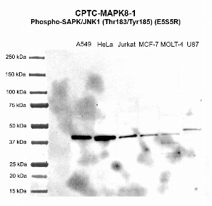 Click to enlarge image Western Blot using CPTC-MAPK8-1 as primary antibody against cell lysates A549 (lane 2), HeLa (lane 3), Jurkat (lane 4), MCF-7 (lane 5), MOLT-4 (lane 6), and U87 (lane 7). Molecular weight standards are also included (lane 1). All cell lines are positive. Expected molecular weights – 48.3 kDa, 44.2 kDa, 44.0 kDa, 48.1 kDa, and 35.3 kDa.