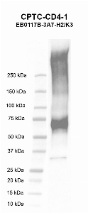 点击放大图像，使用CPTC-CD4-1作为抗人CD4分子（CD4）重组蛋白（通道2）的主要抗体进行Western blot。预期分子量-51.5 kDa。还包括分子量标准（车道1）。