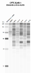 Click to enlarge image Automated western blot using CPTC-IL6R-1 as primary antibody against PBMC (lane 2), HeLa (lane 3), Jurkat (lane 4), A549 (lane 5), MCF7 (lane 6), and NCI-H226 (lane 7) whole cell lysates.  Expected molecular weight - 51.5 kDa and 40.2 kDa.  Molecular weight standards are also included (lane 1).