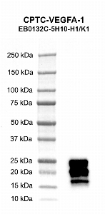 Click to enlarge image Western blot using CPTC-VEGFA-1 as primary antibody against human vascular endothelial growth factor A (VEGF) recombinant protein produced in Pichia Pastoris. Molecular weight standards are also included. The expected molecular weight is 19.2 kDa.