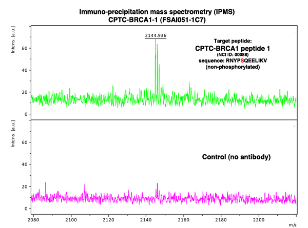 Click to enlarge image Immuno-Precipitation Mass Spectrometry using CPTC-BRCA1-1 antibody with CPTC-BRCA1 peptide 1 (non-phosphorylated) as the target antigen. 