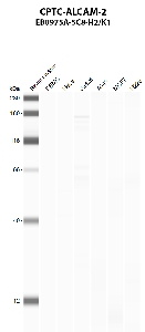 Click to enlarge image Automated western blot using CPTC-ALCAM-2 as primary antibody against PBMC (lane 2), HeLa (lane 3), Jurkat (lane 4), A549 (lane 5), MCF7 (lane 6), and NCI-H226 (lane 7) whole cell lysates.  Expected molecular weight - 65 kDa, 63 kDa, 15 kDa, and 34 kDa.  Molecular weight standards are also included (lane 1).