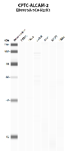 点击放大图像使用CPTC-ALCAM-2作为抗PBMC（第2道）、HeLa（第3道）、Jurkat（第4道）、A549（第5道）、MCF7（第6道）和NCI-H226（第7道）全细胞裂解物的主要抗体的自动western blot。预期分子量-65 kDa、63 kDa，15 kDa和34 kDa。还包括分子量标准（车道1）。