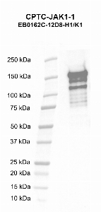 Click to enlarge image Western blot using CPTC-JAK-1 as primary antibody against human Janus kinase 1 (a protein tyrosine kinase) (JAK1) recombinant protein (lane 2).  Expected molecular weight - 133.1 kDa.  Molecular weight standards are also included (lane 1).