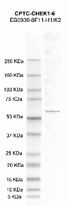 Click to enlarge image Western Blot using CPTC-CHEK1-6 as primary antibody against CHEK1 recombinant protein (lane 2). Also included are molecular weight standards (lane 1)