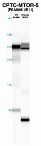 Click to enlarge image Western Blot using CPTC-MTOR-5 as primary Ab against recombinant MTOR (lane 2). Also included are molecular wt. standards (lane 1).