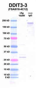 Click to enlarge image Western Blot using CPTC-DDIT3-3 as primary Ab against Ag 10299 (lane 2). Also included are molecular wt. standards (lane 1) and mouse IgG control (lane 3).