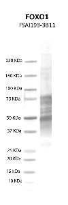 Click to enlarge image Western blot using CPTC-FOXO1-1 as primary antibody against human forkhead box O1 (FOXO1) recombinant protein (lane 2).  Expected molecular weight - 69.5 kDa.  Molecular weight standards are also included (lane 1).
