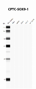 Click to enlarge image Automated Western Blot using CPTC-SOX9-1 as primary antibody against cell lysates A549, H226, HeLa, Jurkat and MCF7. Expected MW of 56.1 KDa. All cell lysates negative.  Molecular weight standards are also included (lane 1).