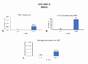 Click to enlarge image Single cell western blot using CPTC-YAP1-3 as a primary antibody against cell lysates.  Relative expression of total YAP1 in A549 and SF-268 cells (A).  Percentage of cells that express YAP1 (B).  Average expression of YAP1 protein per cell (C).  All data is normalized to β-tubulin expression.
