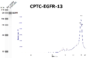 Click to enlarge image SW using CPTC-EGFR-13 as primary antibody against the over-expressed lysate of EGFR. The antibody is able to recognize the recombinant protein.