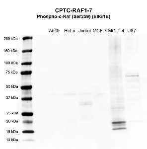 Click to enlarge image Western Blot using CPTC-RAF1-7 as primary antibody against cell lysates A549 (lane 2), HeLa (lane 3), Jurkat (lane 4), MCF-7 (lane 5), MOLT-4 (lane 6), and U87 (lane 7). Molecular weight standards are also included (lane 1). U87 cell line is positive. All other cell lines are negative. Expected molecular weights – 73.0 kDa and 75.4 kDa.