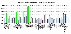 Click to enlarge image Protein Array in which CPTC-BRIP1-5 is screened against the NCI60 cell line panel for expression. Data is normalized to a mean signal of 1.0 and standard deviation of 0.5. Color conveys over-expression level (green), basal level (blue), under-expression level (red).