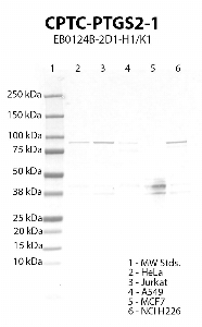 Click to enlarge image Western blot using CPTC-PTGS2-1 as primary antibody against HeLa (lane 2), Jurkat (lane 3), A549 (lane 4), MCF7 (lane 5) and NCI H226 (lane 6) cell lysates.  Expected molecular weight 69 kDa.  Molecular weight standards (MW Stds.) are also included (lane 1).  Positive for cell lines HeLa, Jurkat, A549 (weak) and NCI H226. Inconclusive data for MCF7.